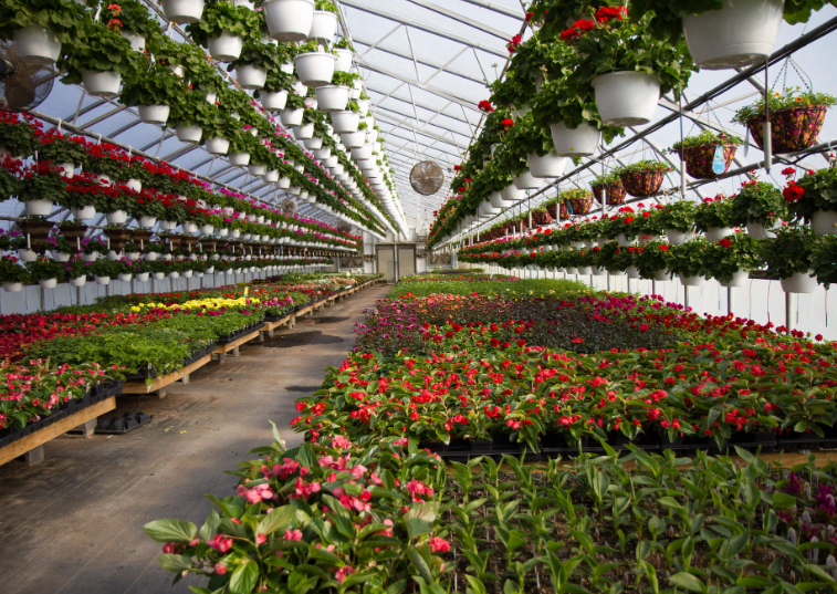 greenhouse