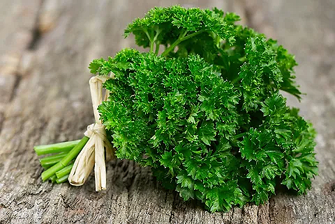 Curly Dark Green Parsley